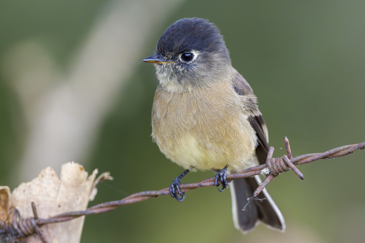 Black-capped Flycatcher - ML643523355