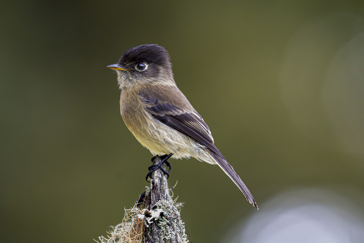 Black-capped Flycatcher - ML643523356