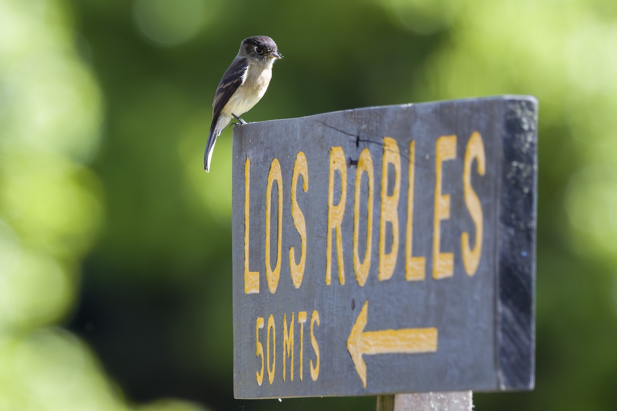 Black-capped Flycatcher - ML643523359
