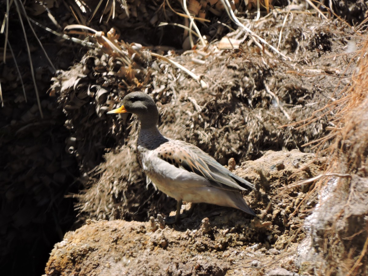 Yellow-billed Teal (oxyptera) - ML643523360