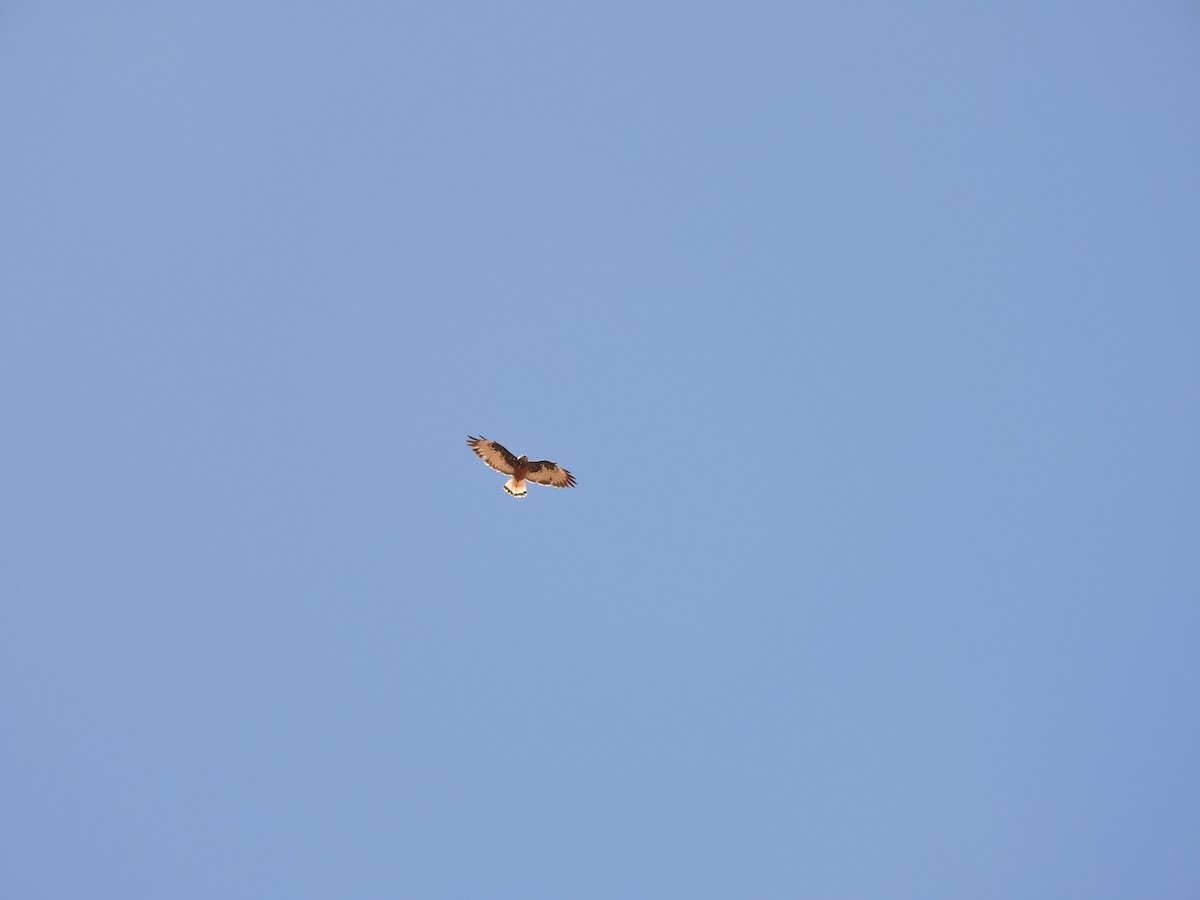 Variable Hawk - ML643523367