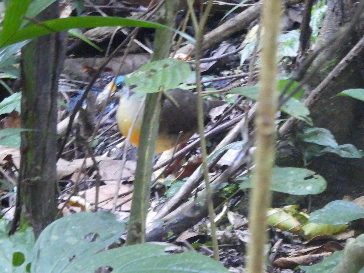 Sulawesi Ground Dove - ML643523368