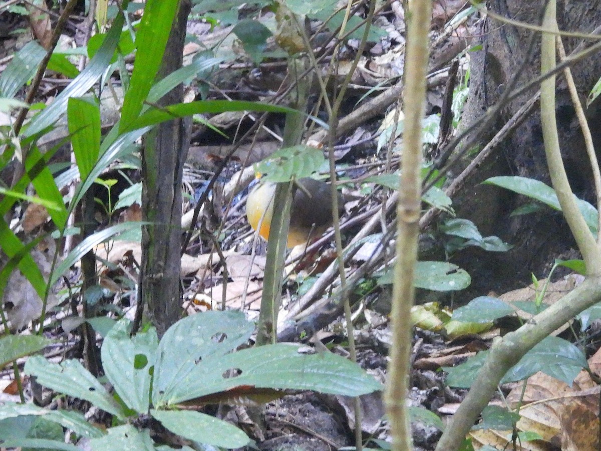 Sulawesi Ground Dove - ML643523369