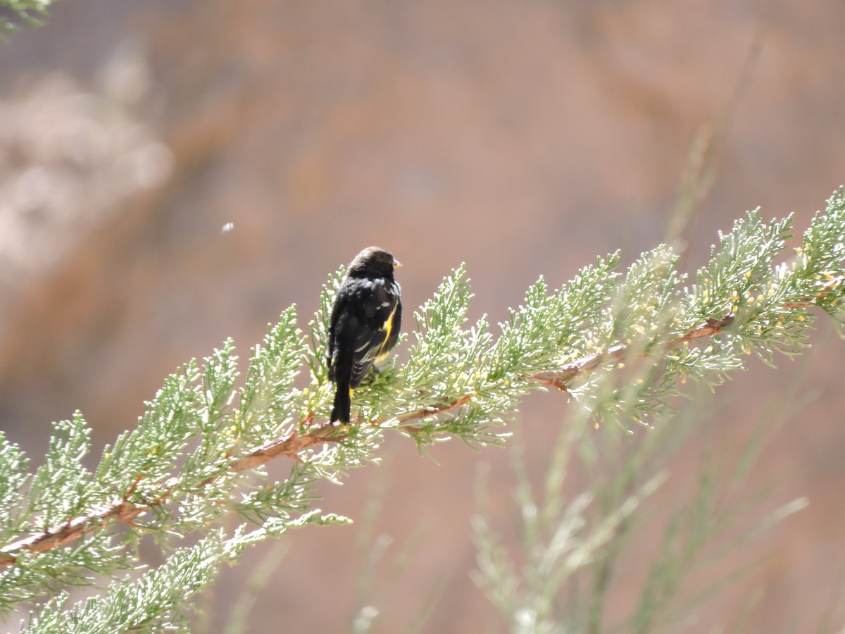 Black Siskin - ML643523371