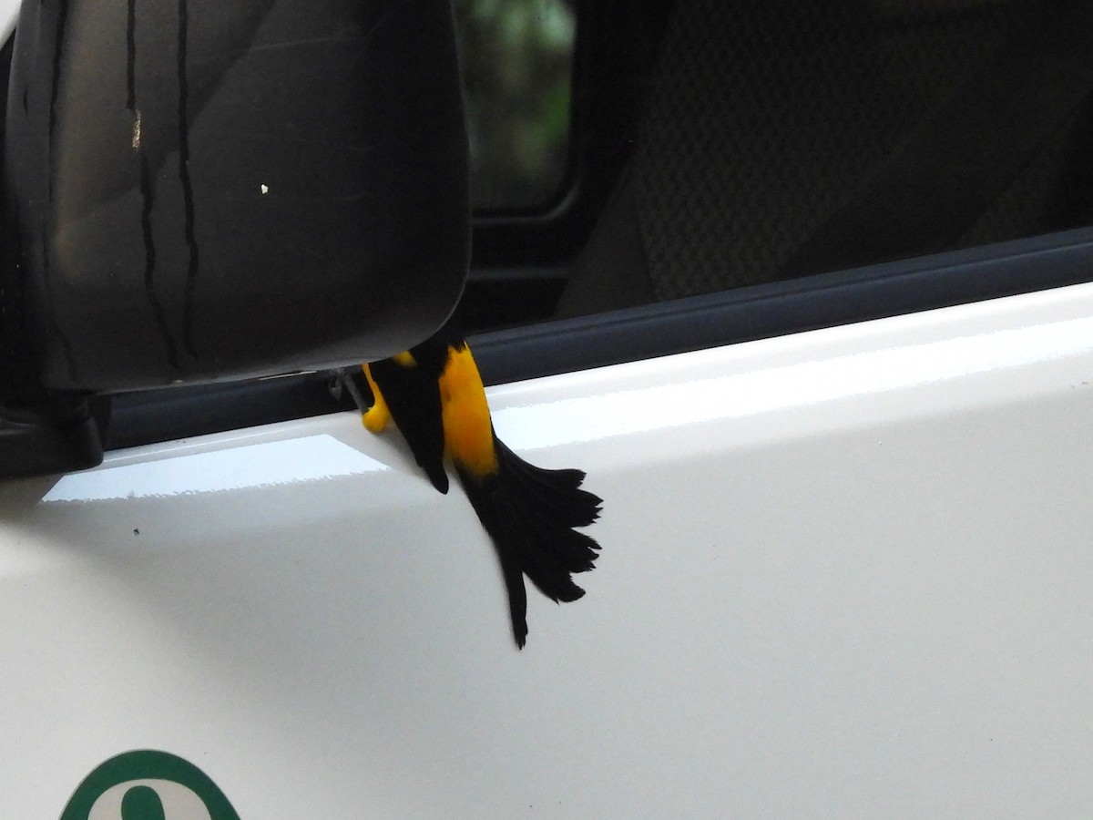 Black-cowled Oriole - ML643523372