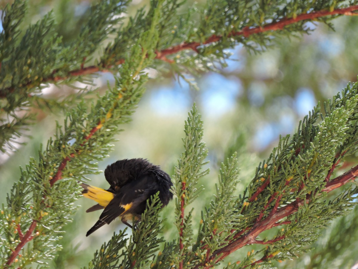 Black Siskin - ML643523374