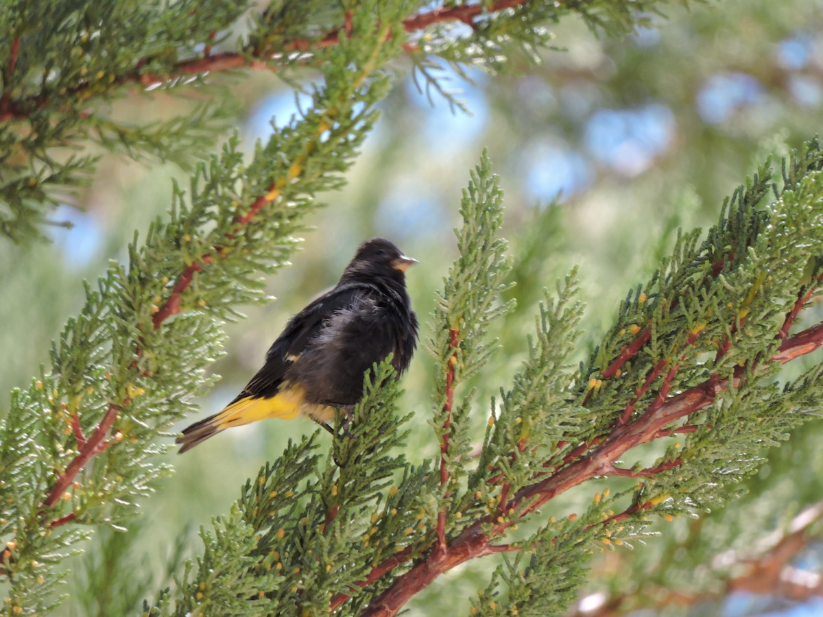 Black Siskin - ML643523377