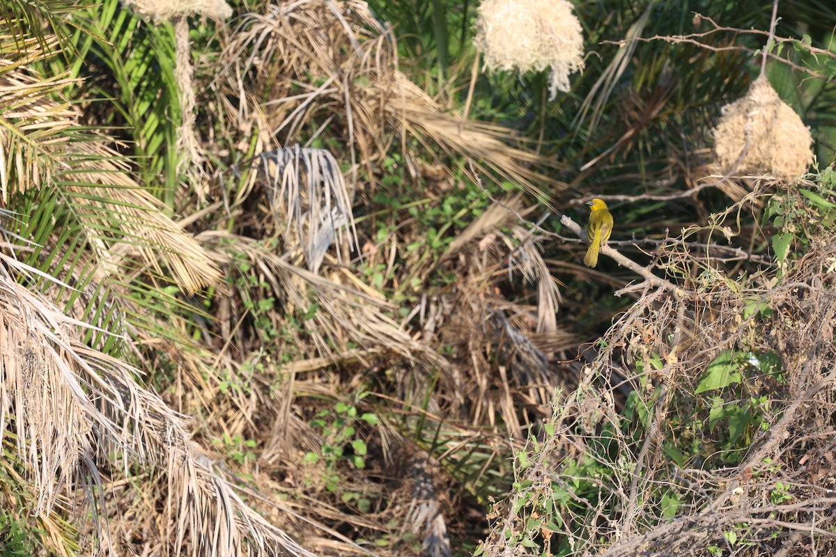 Holub's Golden-Weaver - ML643523382