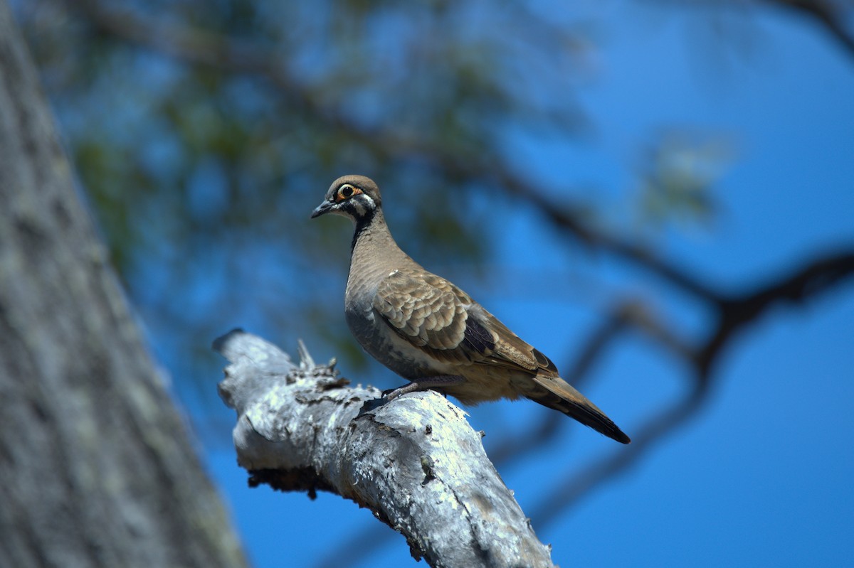 Squatter Pigeon - ML643523395