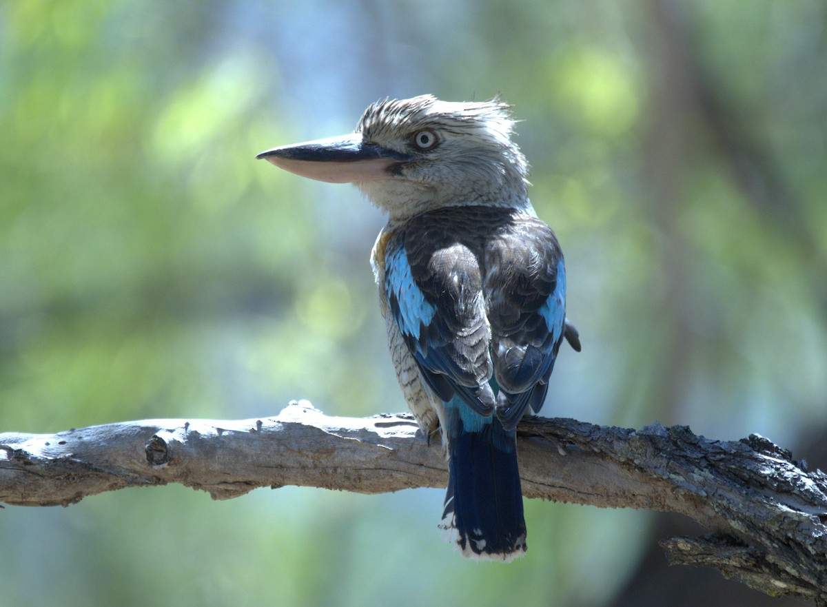 Blue-winged Kookaburra - ML643523398