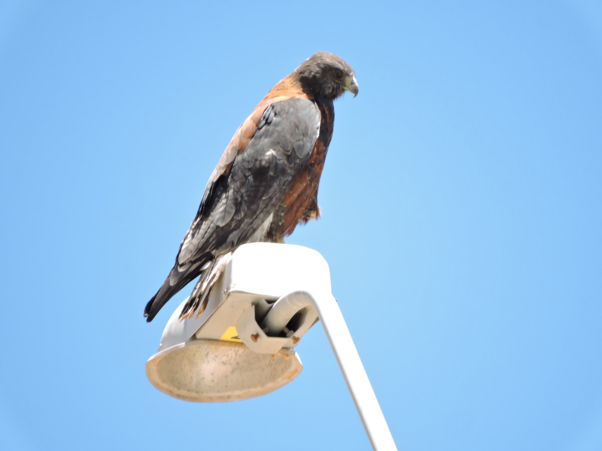 Variable Hawk - ML643523400