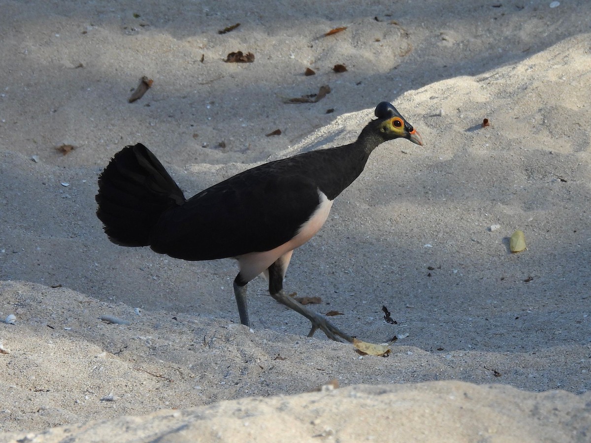 Малео - ML643523402