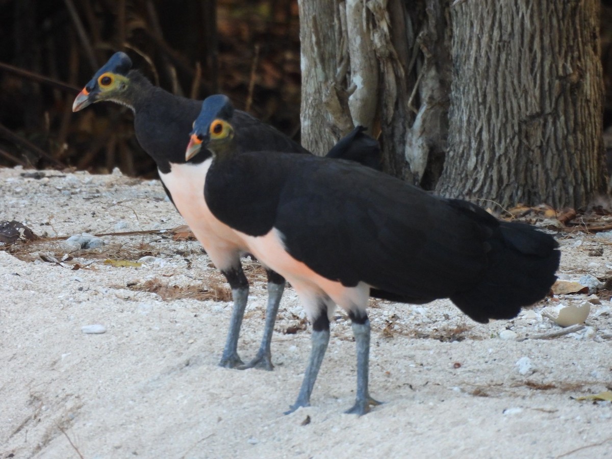 Малео - ML643523403