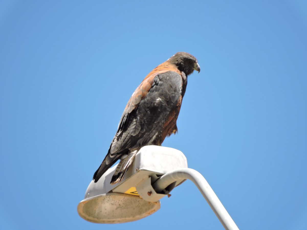 Variable Hawk - ML643523404
