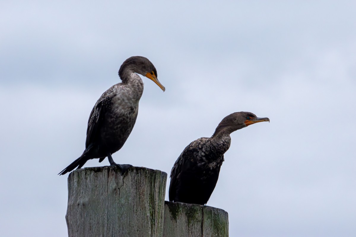 Double-crested Cormorant - ML643523405