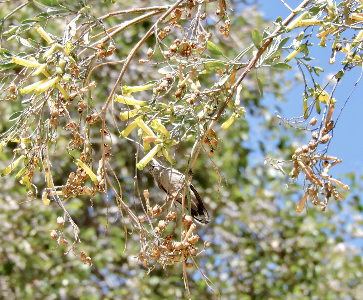 Andean Hillstar - ML643523421