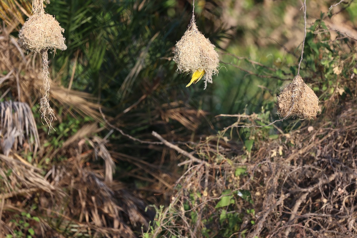 Holub's Golden-Weaver - ML643523424