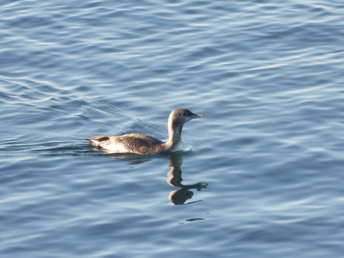 Plongeon catmarin - ML643523425