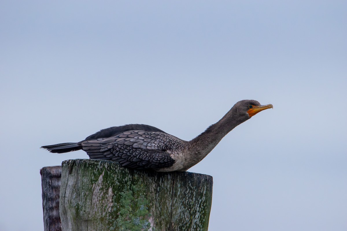 Double-crested Cormorant - ML643523428