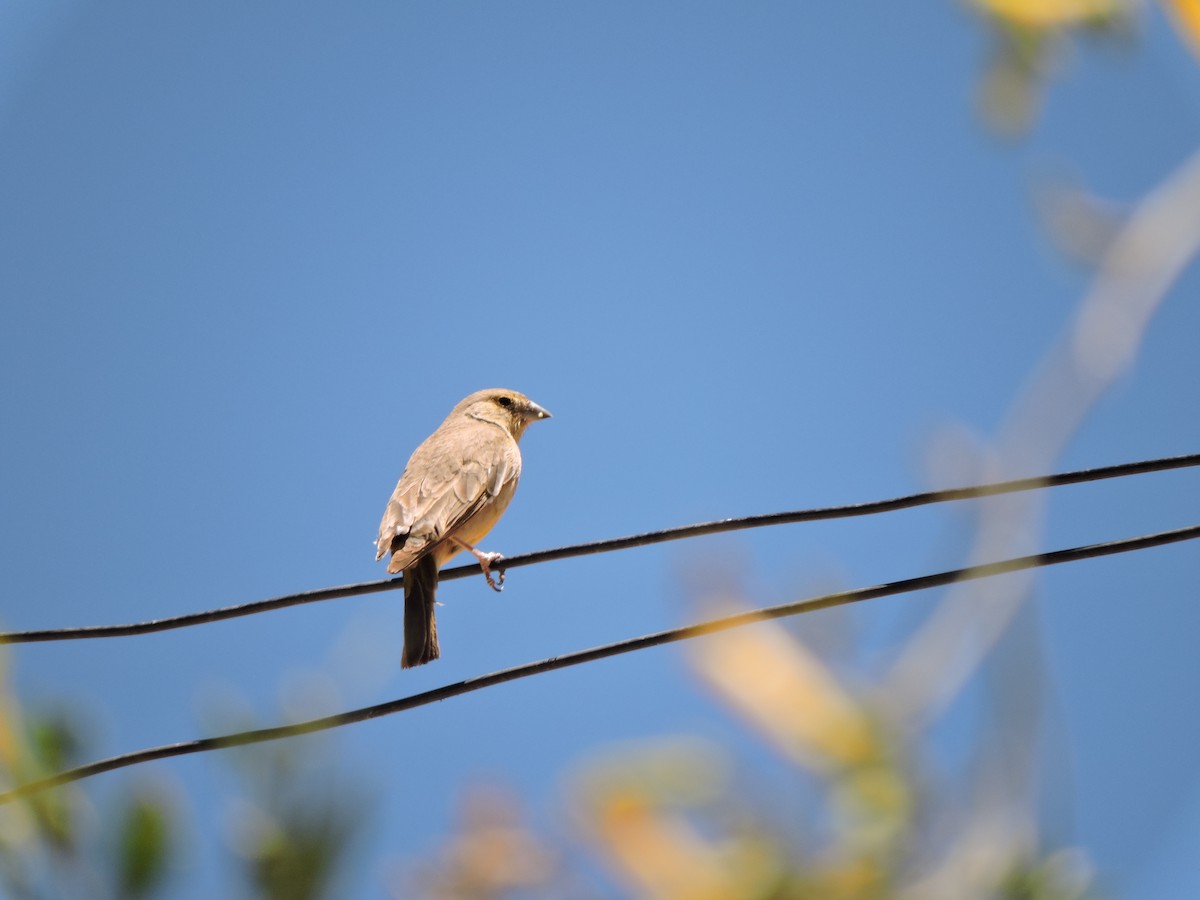 Greenish Yellow-Finch - ML643523429