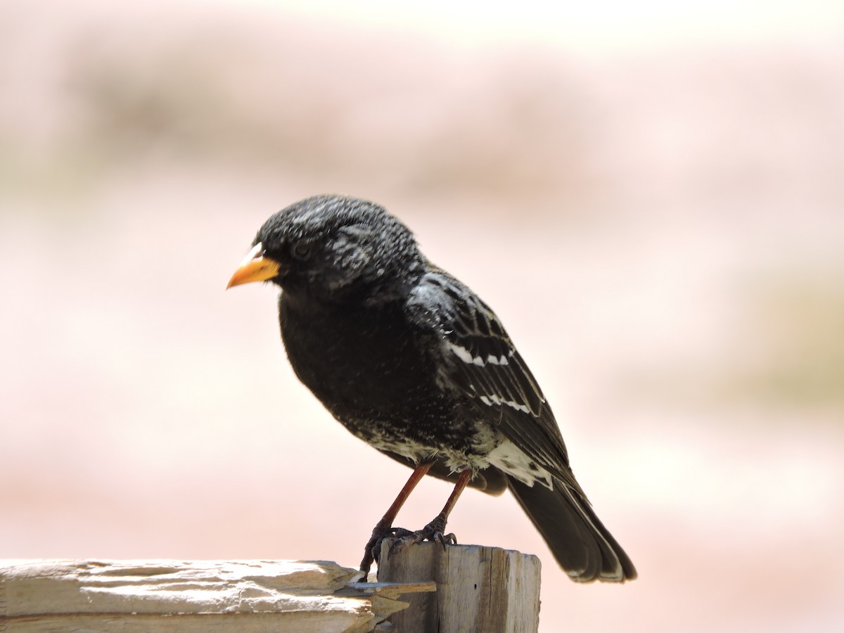 Mourning Sierra Finch - ML643523431