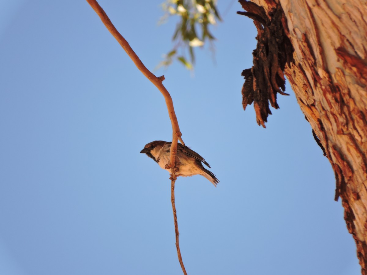 House Sparrow - ML643523433