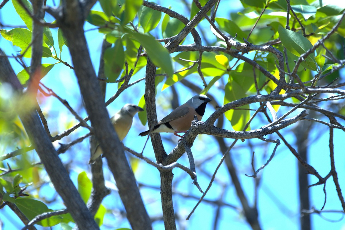 Black-throated Finch - ML643523448
