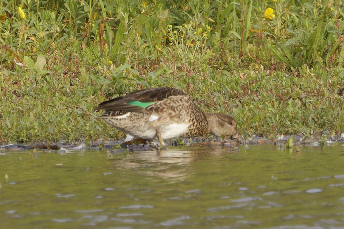 Green-winged Teal - ML643523457