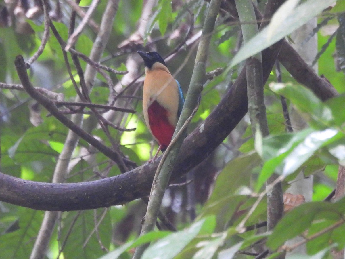 Elegant Pitta - ML643523460