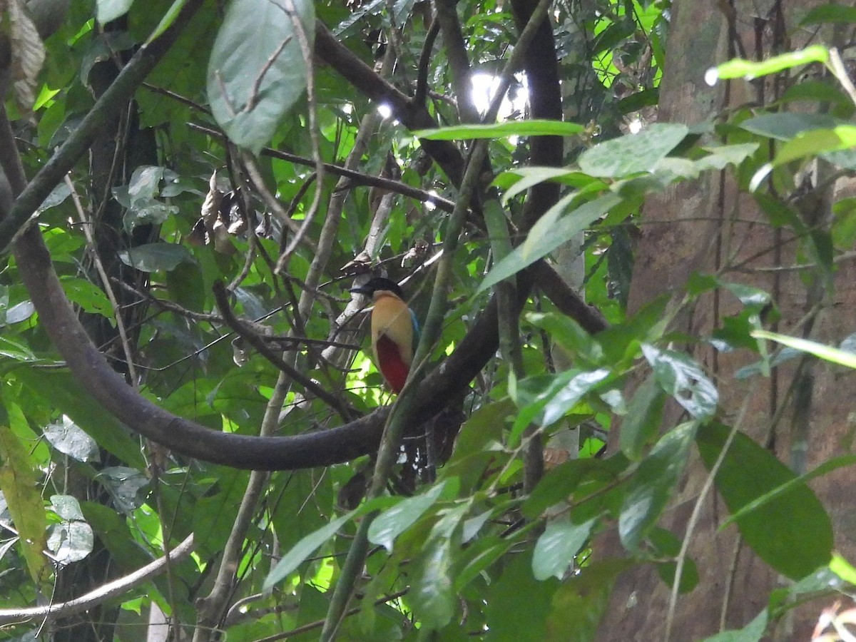 Elegant Pitta - ML643523461