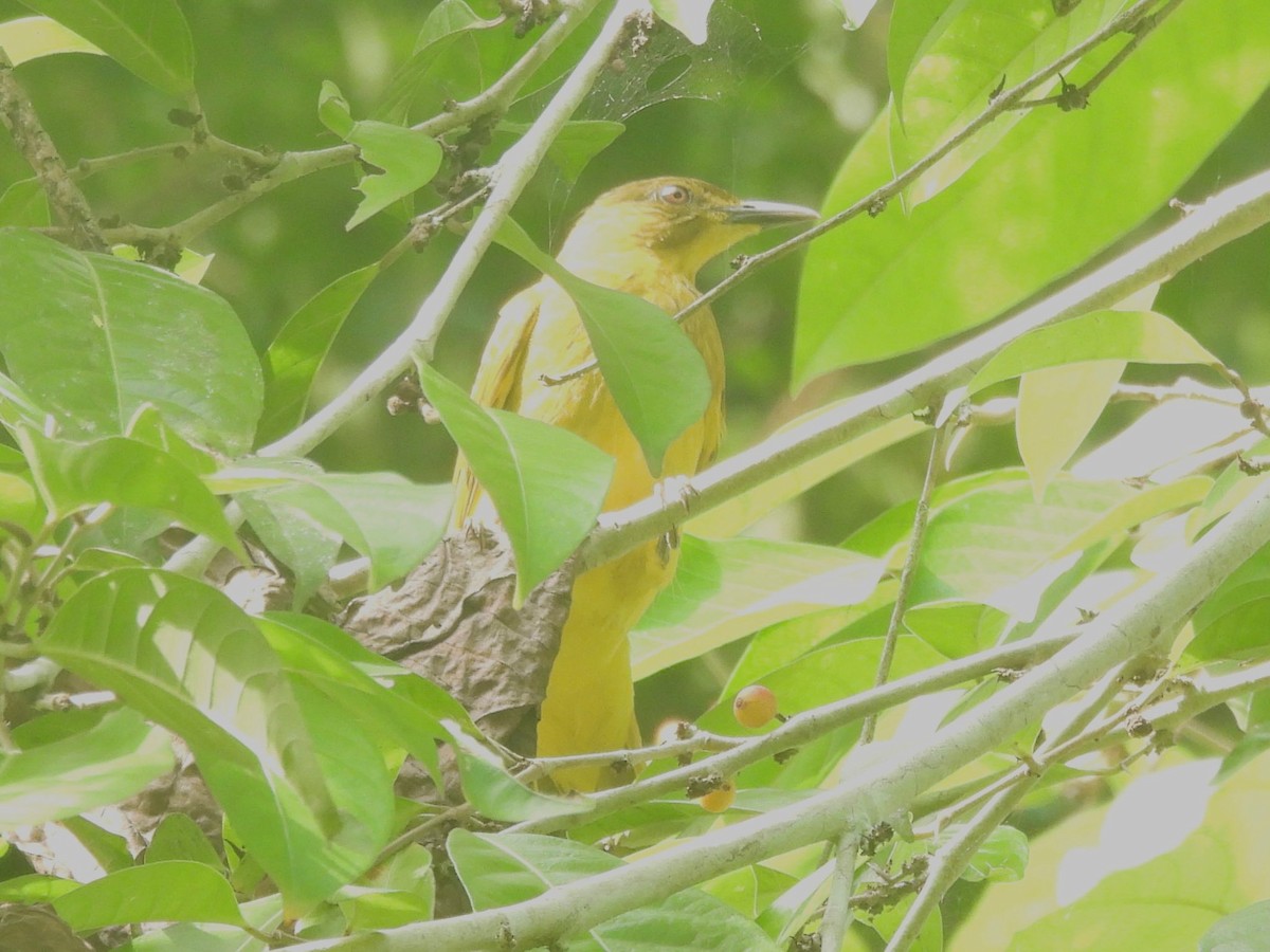 Togian Golden-Bulbul - ML643523474