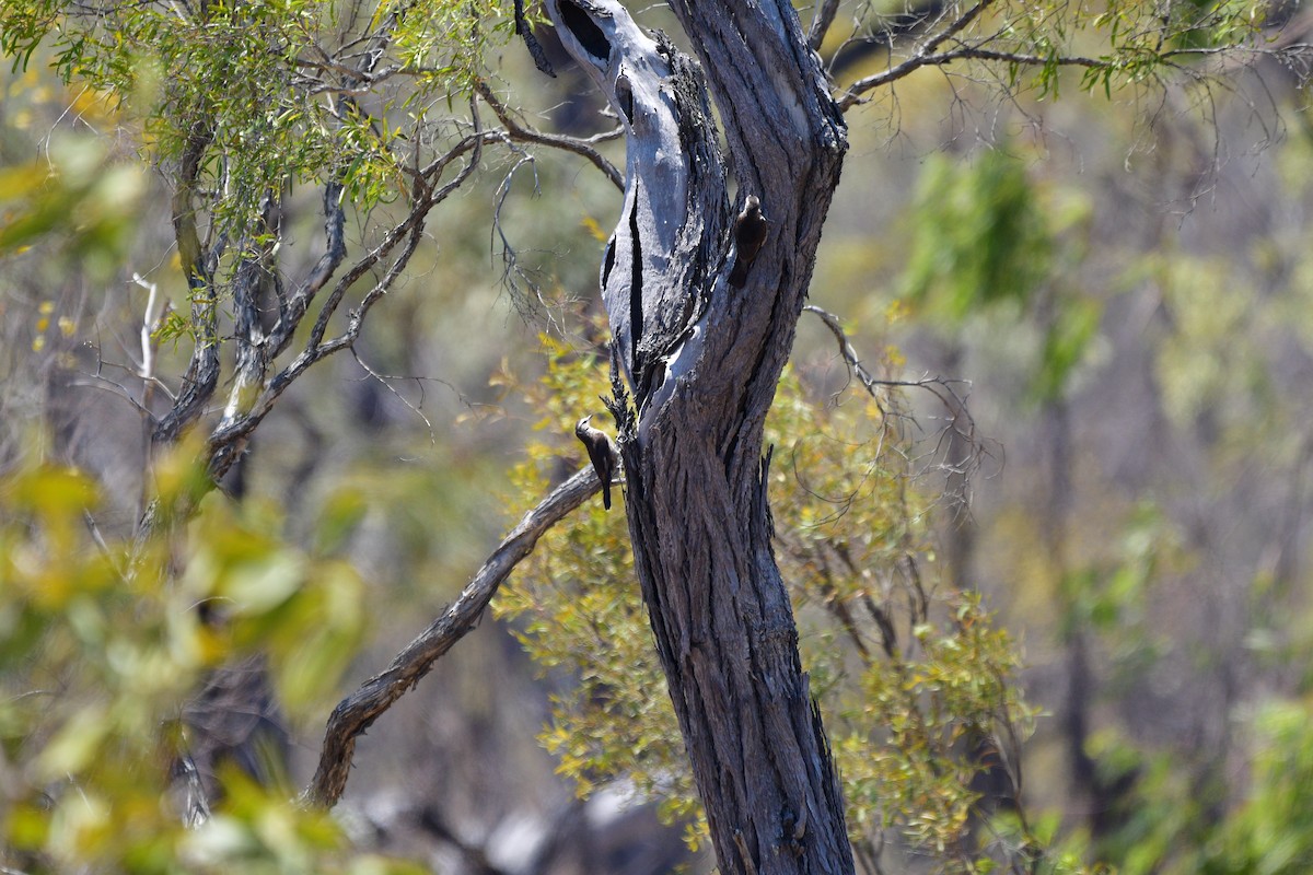Brown Treecreeper - ML643523481