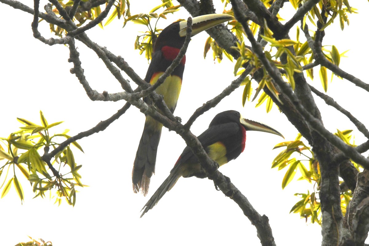Ivory-billed Aracari - ML643523484