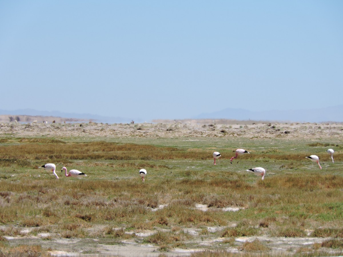 Andean Flamingo - ML643523486