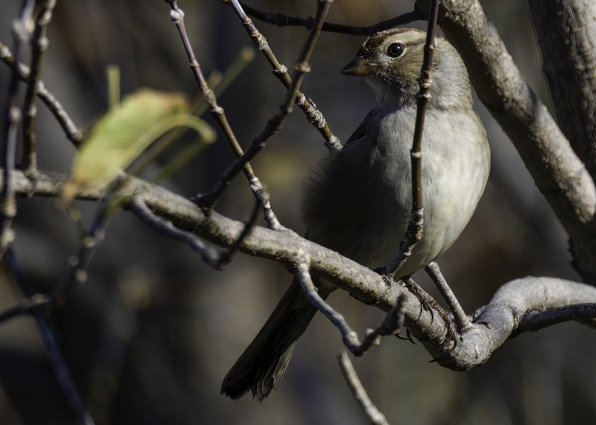 White-crowned Sparrow - ML643523487