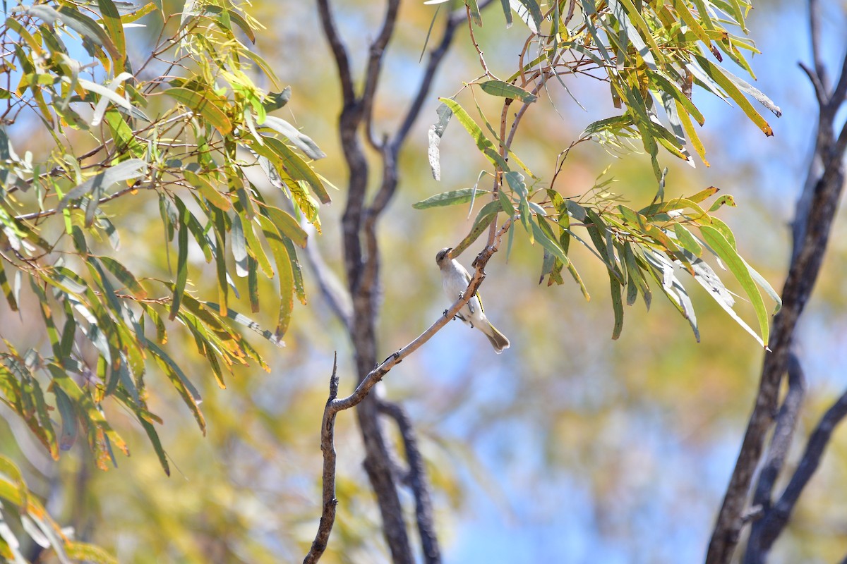 Rufous-throated Honeyeater - ML643523493