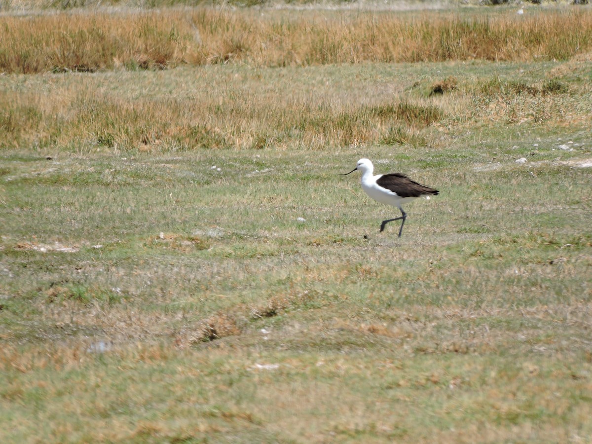 Andean Avocet - ML643523497