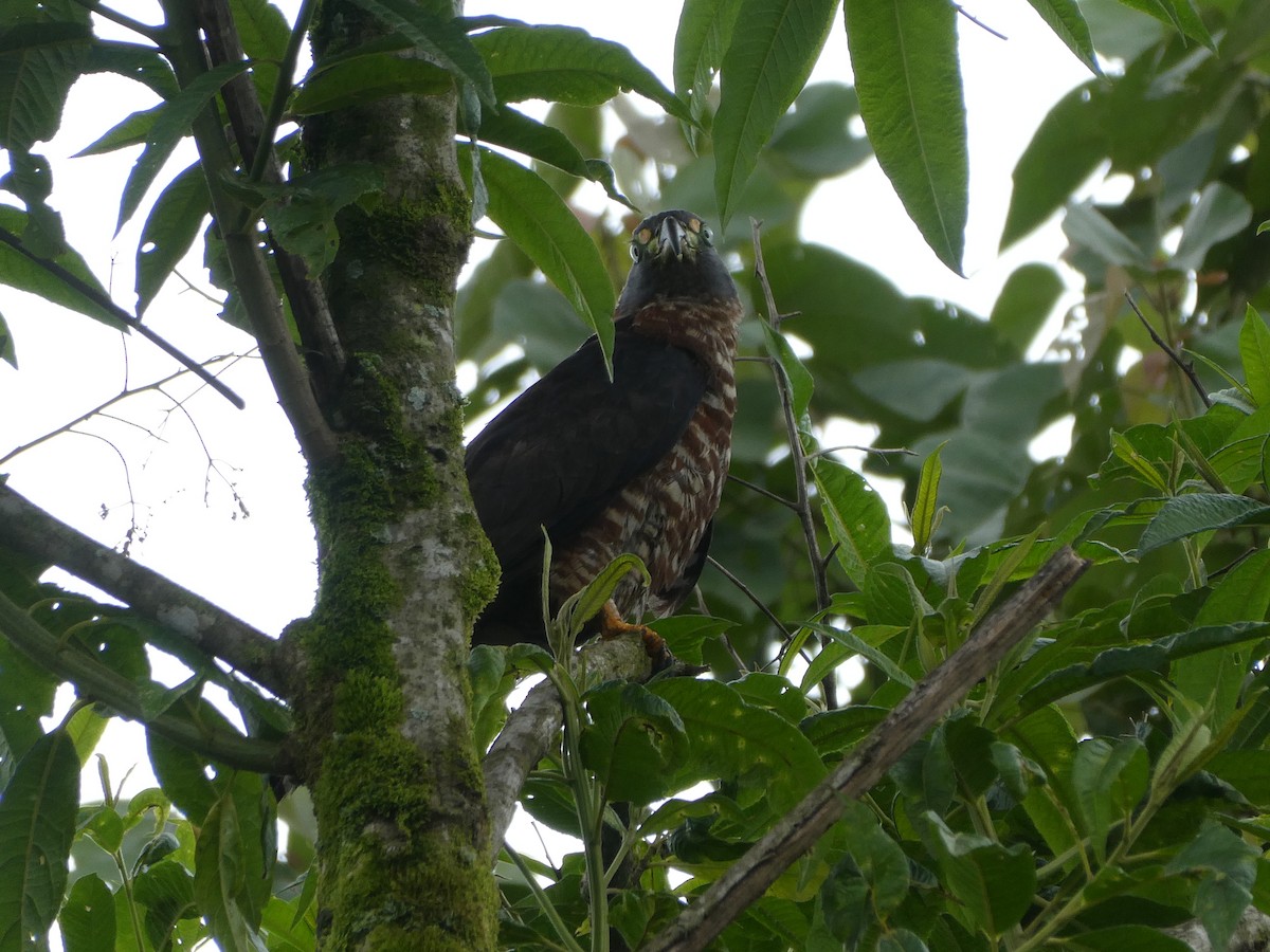 Hook-billed Kite - ML643523508