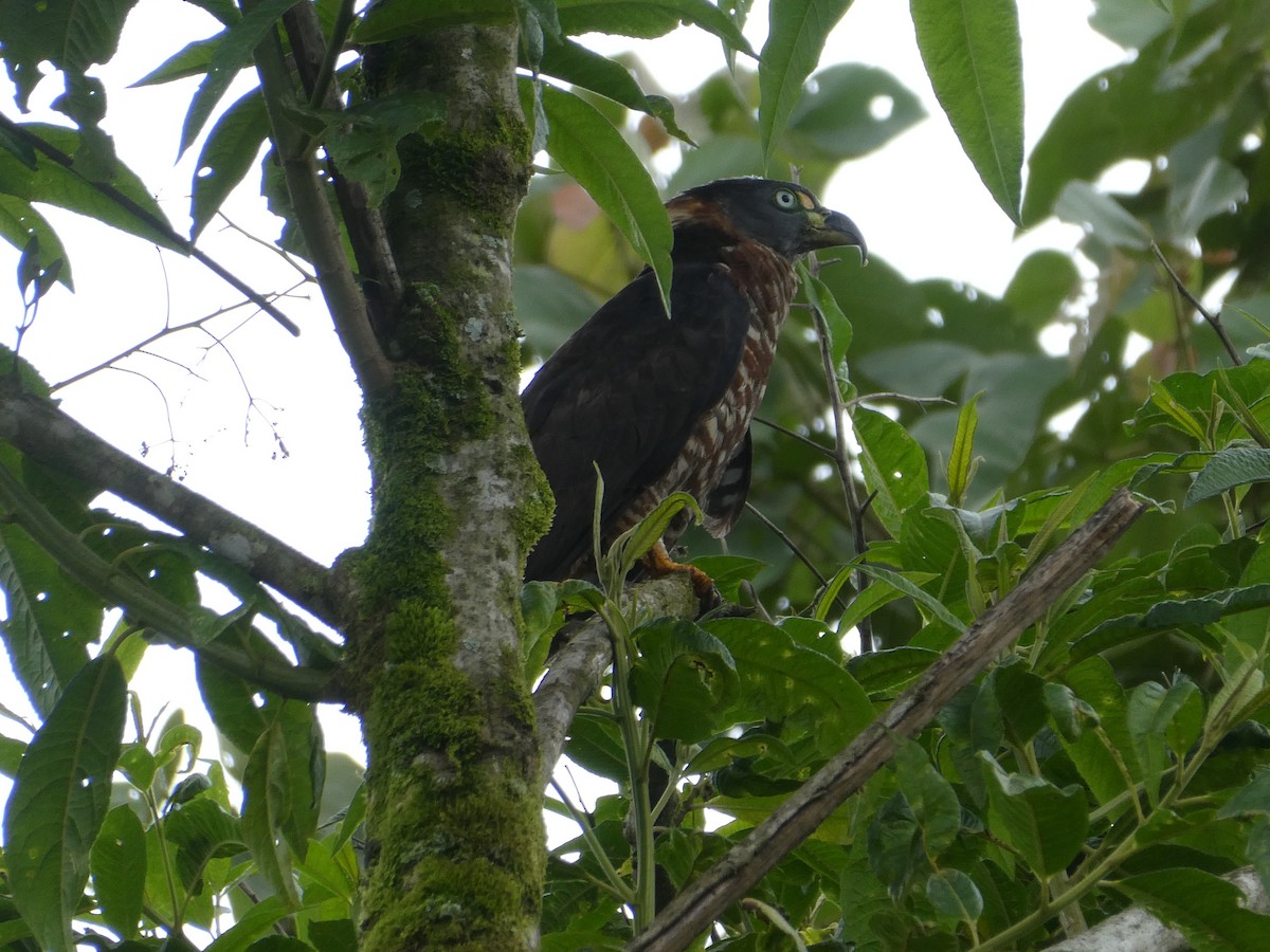 Hook-billed Kite - ML643523509