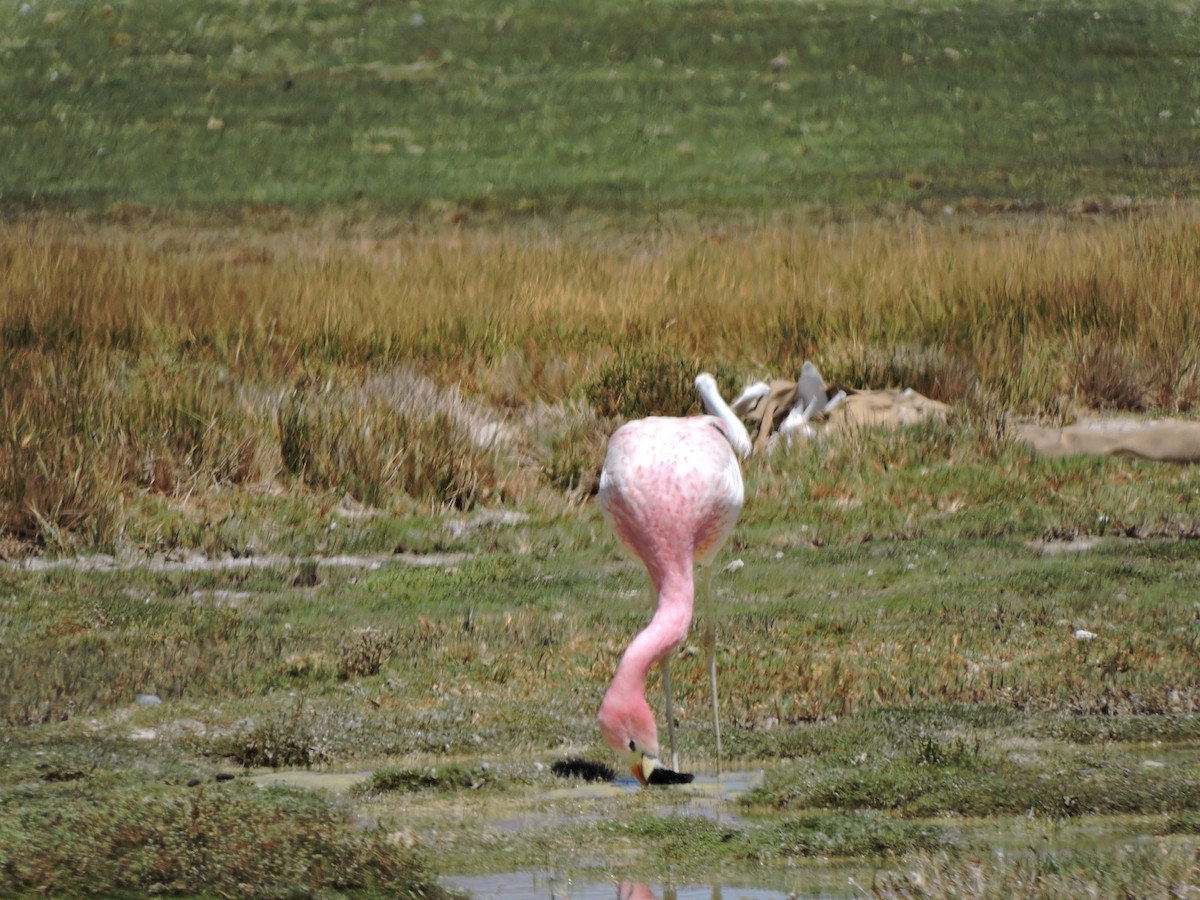 Andean Flamingo - ML643523510