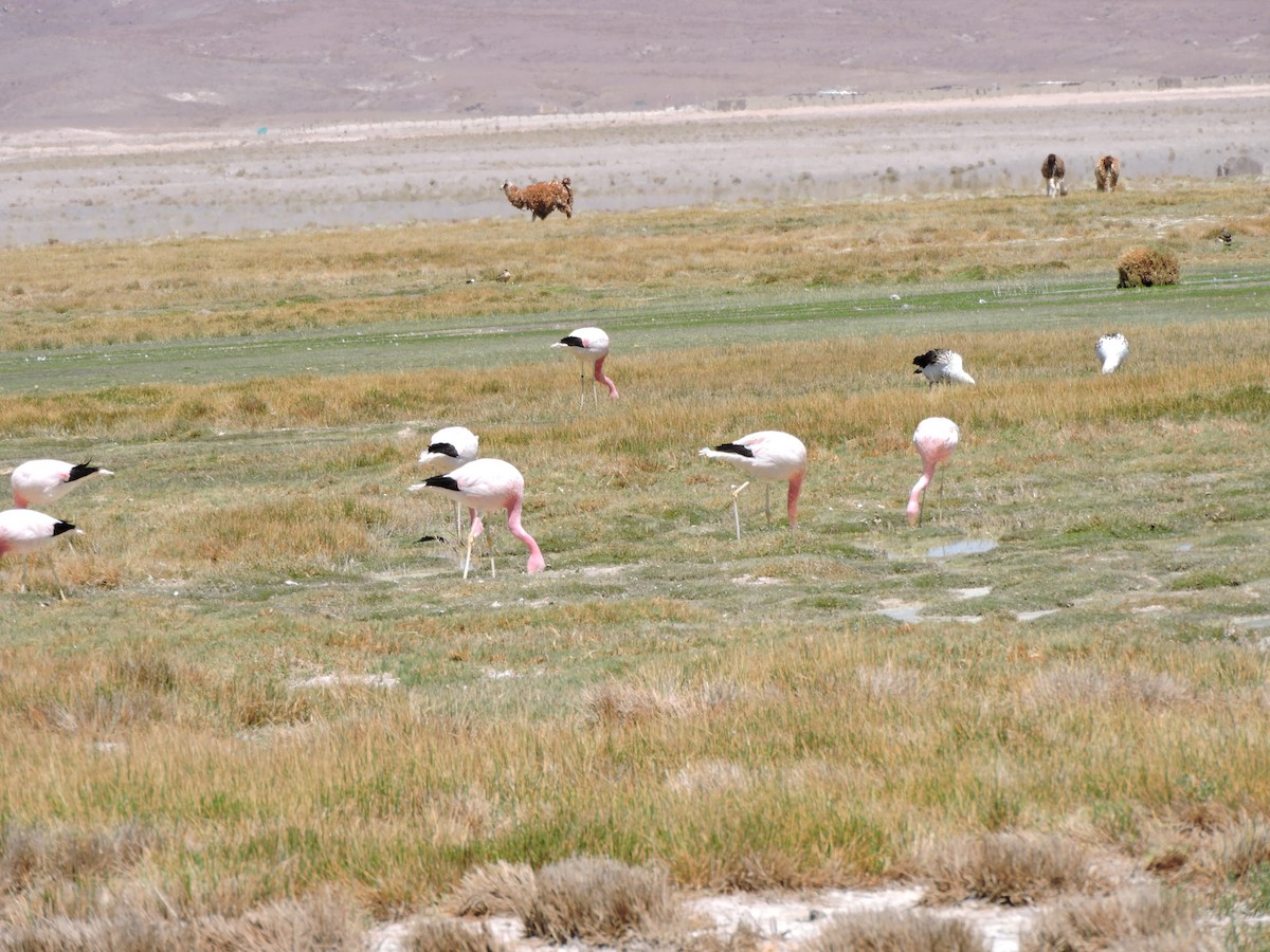 Andean Flamingo - ML643523511