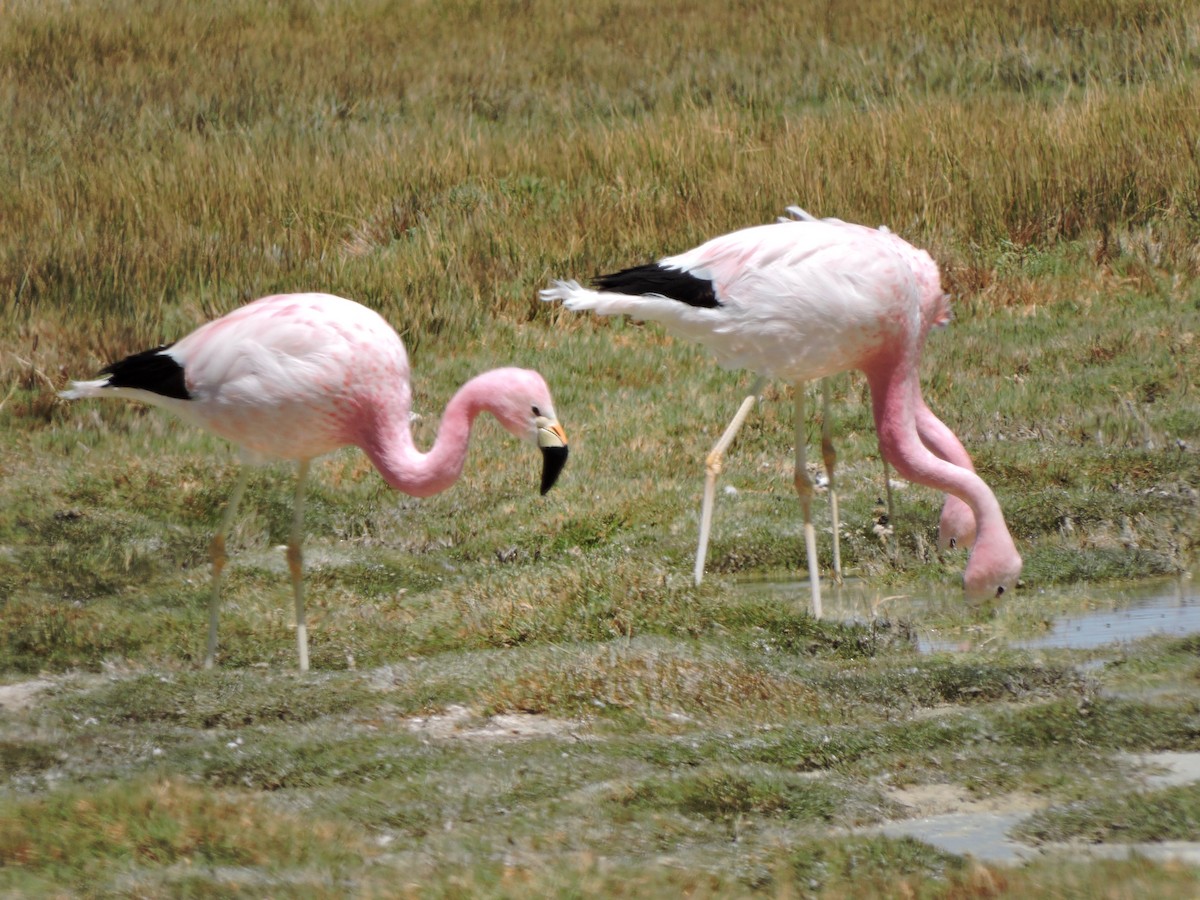 Andean Flamingo - ML643523512