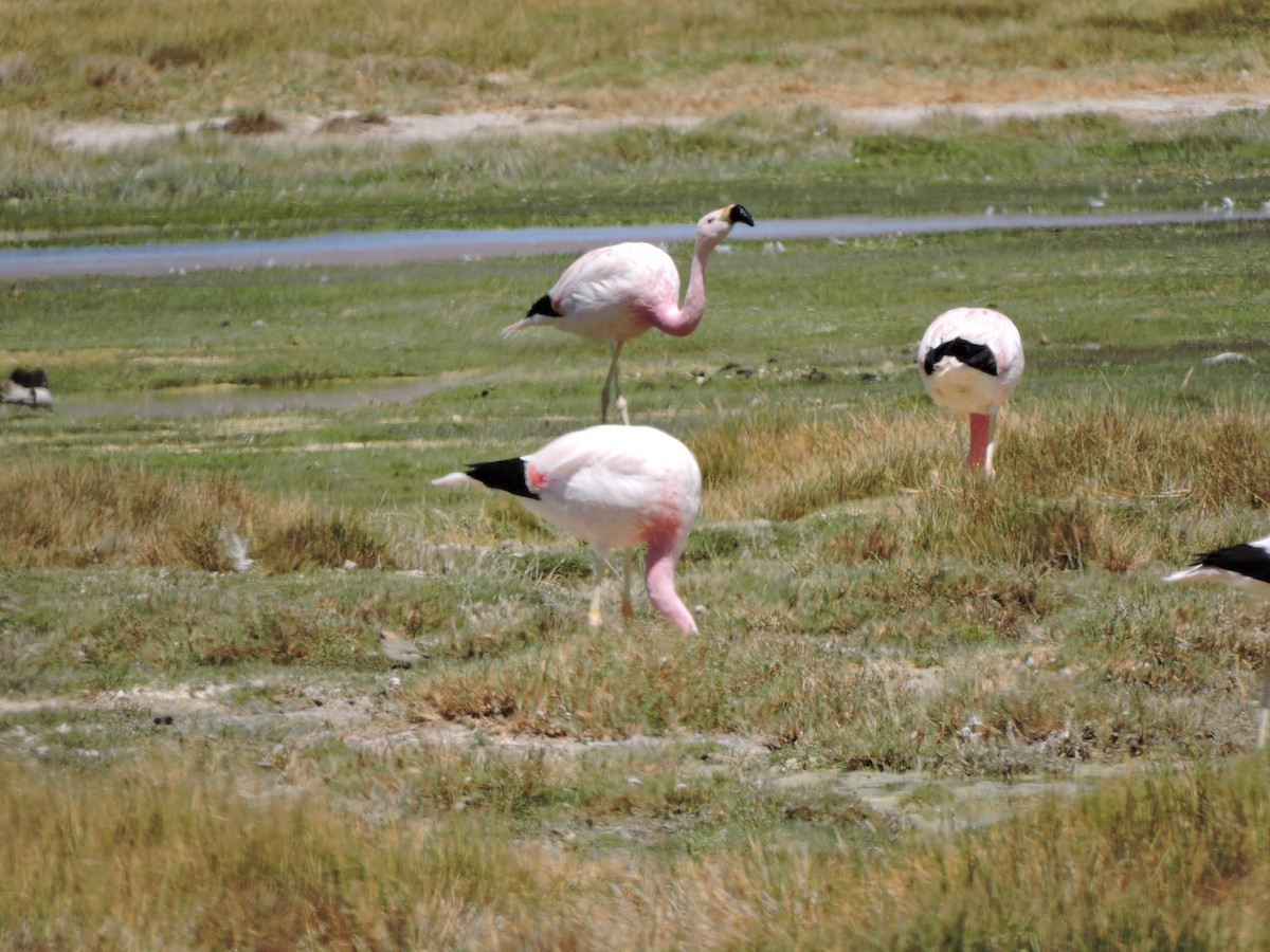 Andean Flamingo - ML643523521