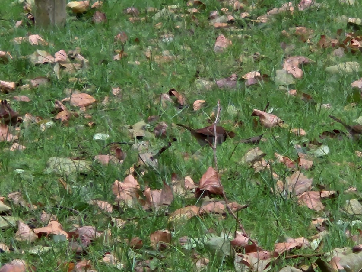 White-throated Sparrow - ML643523532