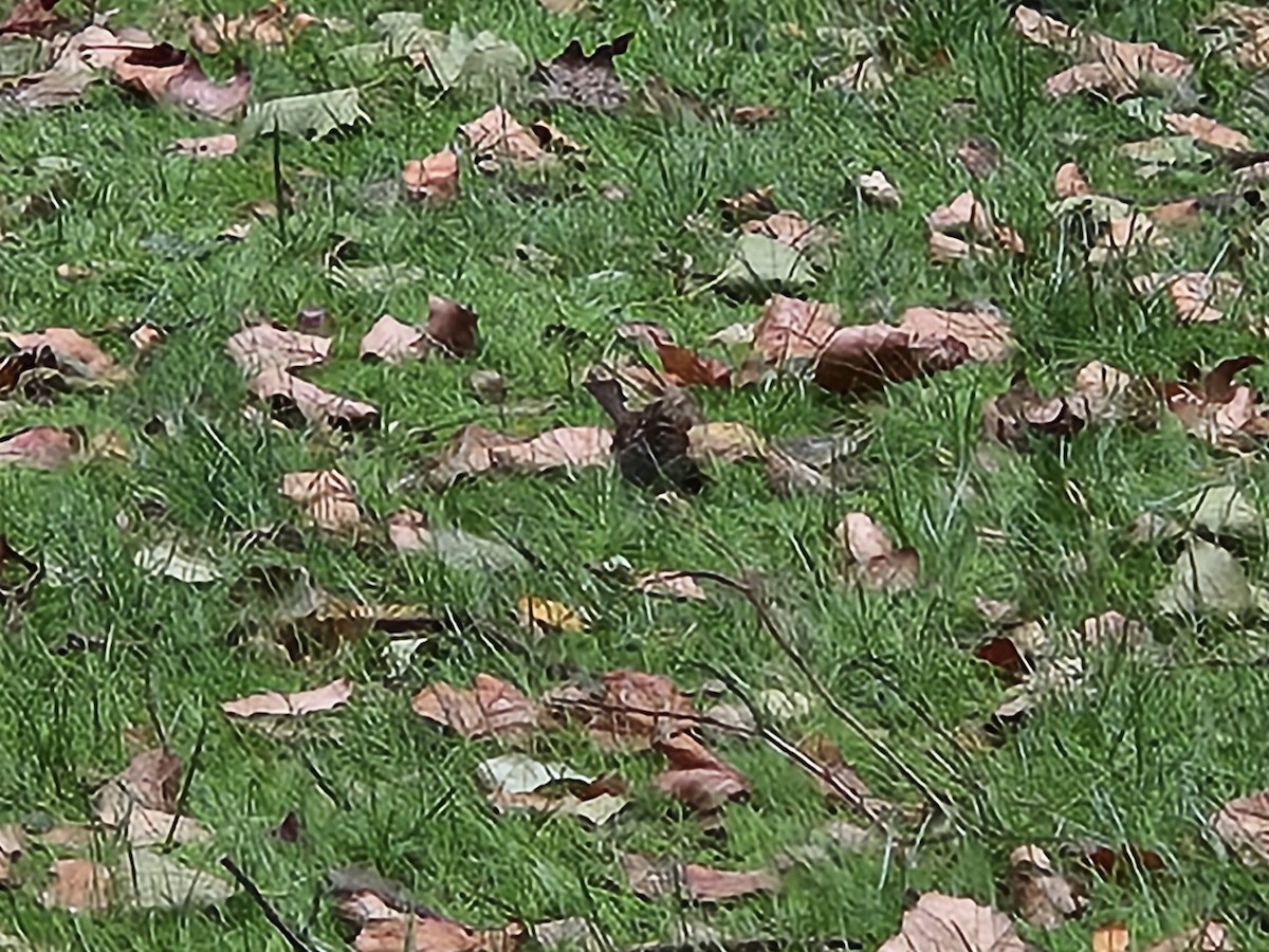 White-throated Sparrow - ML643523534