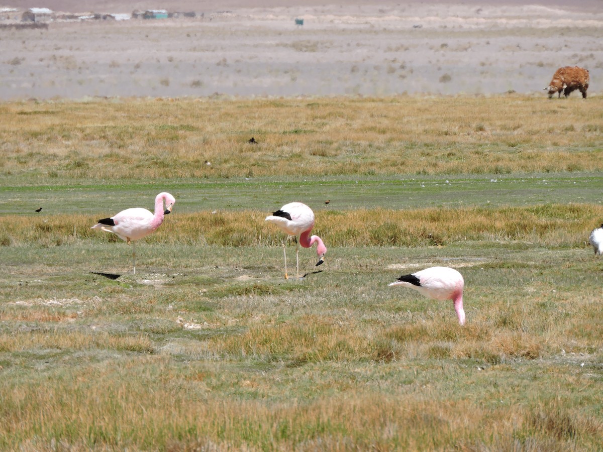 Andean Flamingo - ML643523544