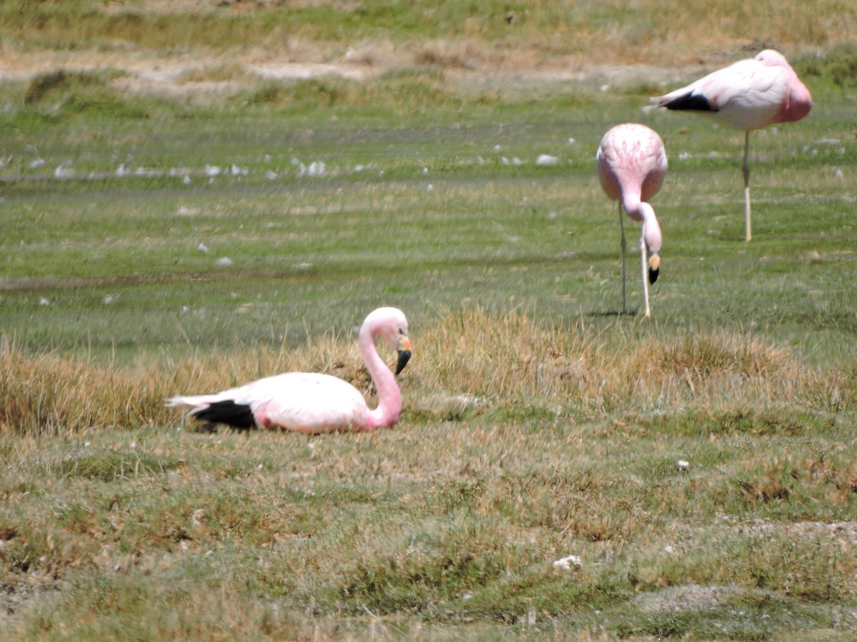 Andean Flamingo - ML643523547