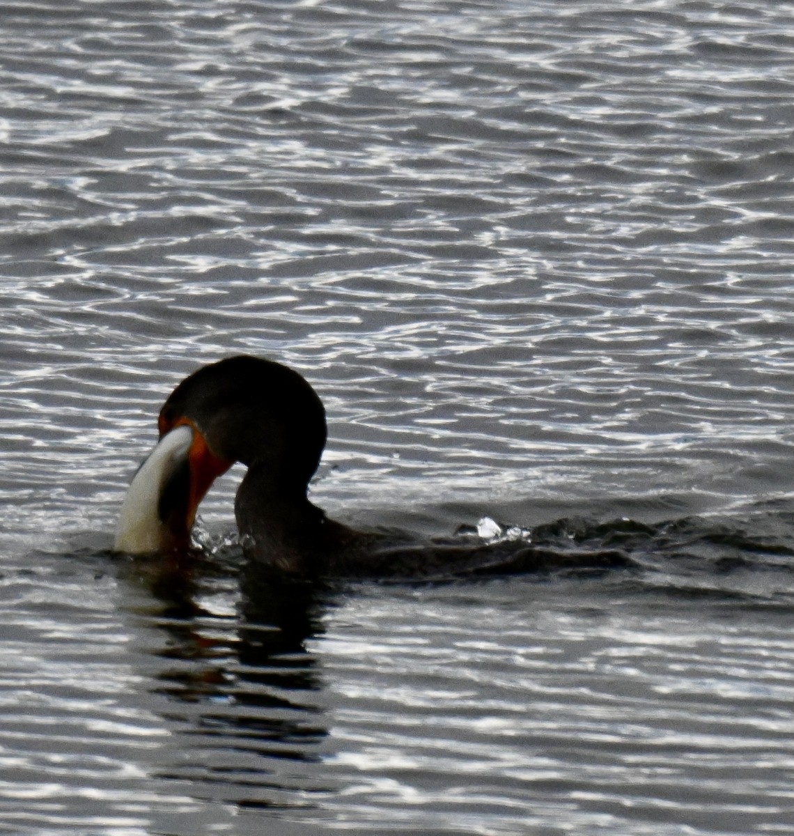 Double-crested Cormorant - ML643523548