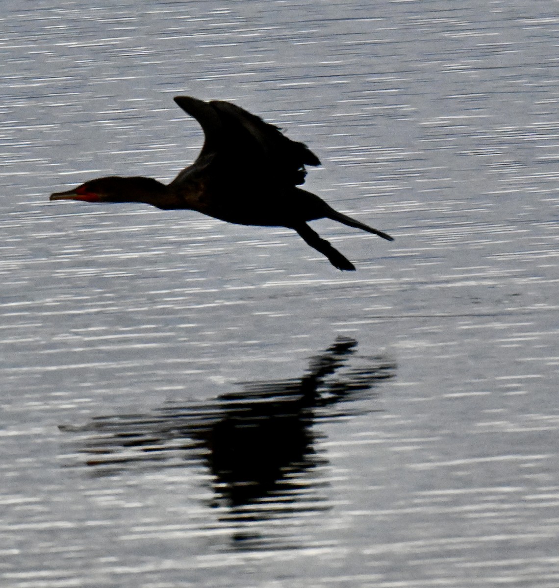 Double-crested Cormorant - ML643523549