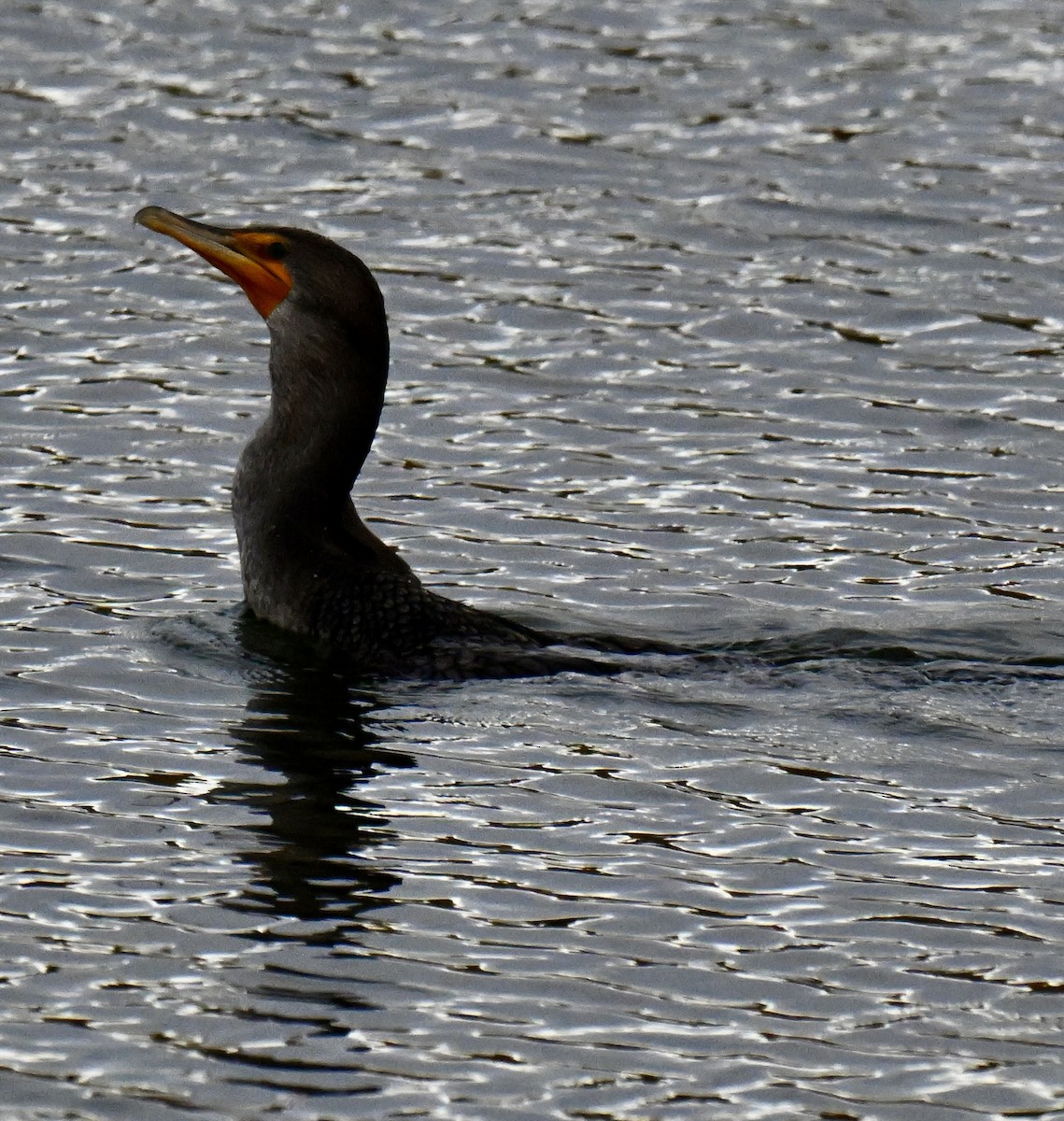 Double-crested Cormorant - ML643523550